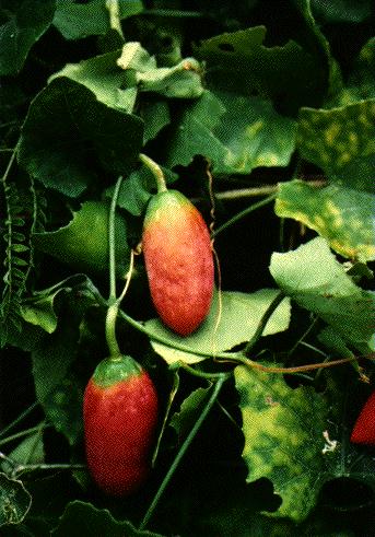ivy gourd fruit